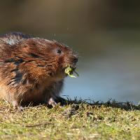 2010 (3) MARCH Water Vole 